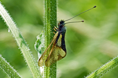 Libelloides coccajus