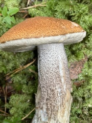 Leccinum versipelle