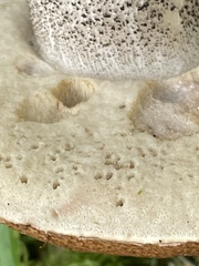 Leccinum versipelle