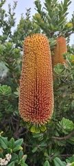 Banksia praemorsa