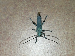 Saperda octopunctata