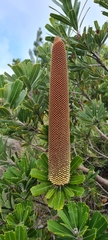 Banksia praemorsa
