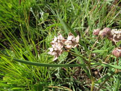 Asclepias cucullata cucullata