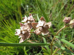Asclepias cucullata cucullata