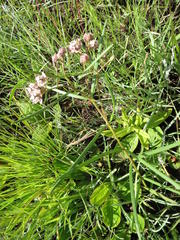 Asclepias cucullata cucullata