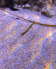 Sillaginodes punctatus