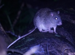 Uromys caudimaculatus