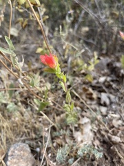 Castilleja martini martini