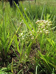 Xysmalobium involucratum