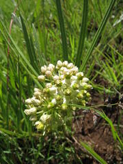 Xysmalobium involucratum