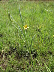 Hypoxis rigidula rigidula