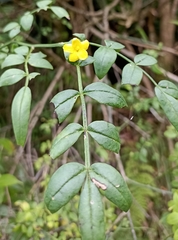 Chrysojasminum floridum