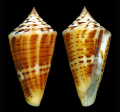 Conus scalaris image