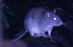 Uromys caudimaculatus