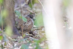 Turnix melanogaster