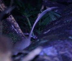 Uromys caudimaculatus