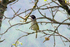 Vireo atricapilla