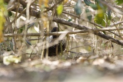 Turnix melanogaster