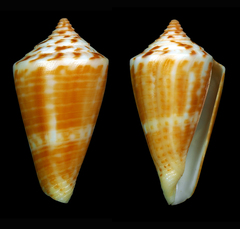 Conus scalaris image