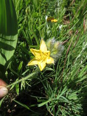 Hypoxis galpinii