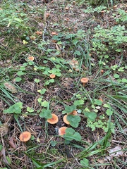Lactarius aurantiacus