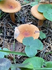 Lactarius aurantiacus