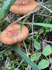 Lactarius aurantiacus