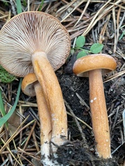 Lactarius aurantiacus