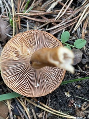 Lactarius aurantiacus