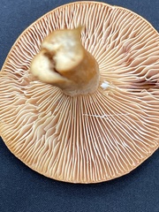 Lactarius aurantiacus