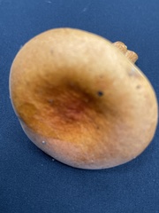 Lactarius aurantiacus