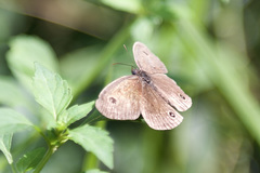 Ypthima multistriata