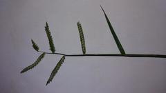 Urochloa mosambicensis