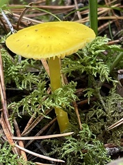 Hygrocybe ceracea