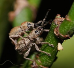 Ecrizothis inaequalis