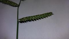 Urochloa mosambicensis