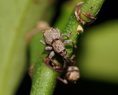 Ecrizothis inaequalis