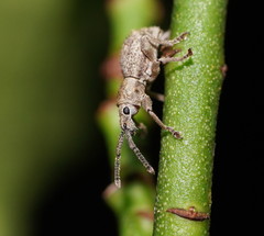 Ecrizothis inaequalis