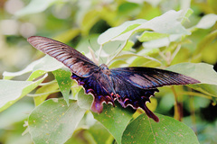 Papilio bianor