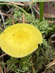 Hygrocybe ceracea