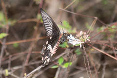 Pachliopta aristolochiae