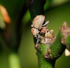 Ecrizothis inaequalis