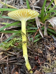 Hygrocybe ceracea
