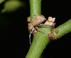 Ecrizothis inaequalis