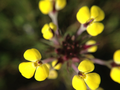 Triphysaria eriantha
