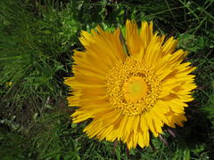Berkheya macrocephala