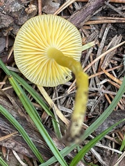 Hygrocybe ceracea