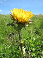 Berkheya macrocephala
