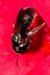 Ceratina dentipes