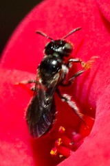 Ceratina dentipes